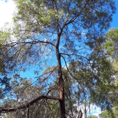 Acacia binervata (Two-veined Hickory) at Bowral, NSW - 8 Nov 2019 by KarenG