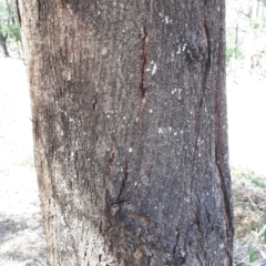 Acacia binervata at Bowral - 9 Nov 2019 09:32 AM