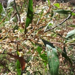 Acacia binervata at Bowral - 9 Nov 2019 09:32 AM