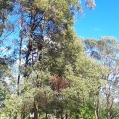 Acacia binervata at Bowral - 9 Nov 2019