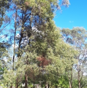 Acacia binervata at Bowral - 9 Nov 2019 09:32 AM