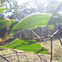 Acacia binervata at Bowral - 9 Nov 2019 09:32 AM