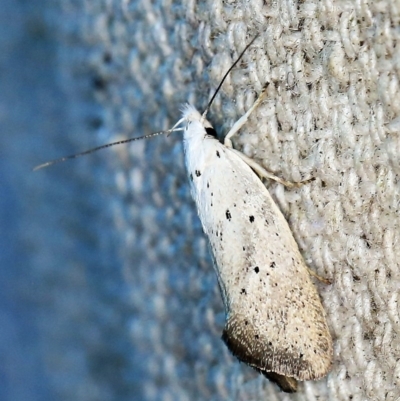 Thalerotricha mylicella (A concealer moth) at O'Connor, ACT - 23 Oct 2019 by ibaird