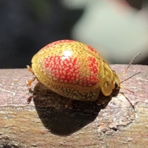Paropsisterna fastidiosa at Googong, NSW - 9 Nov 2019