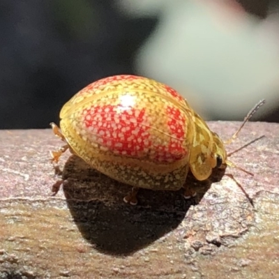 Paropsisterna fastidiosa (Eucalyptus leaf beetle) at QPRC LGA - 9 Nov 2019 by Wandiyali
