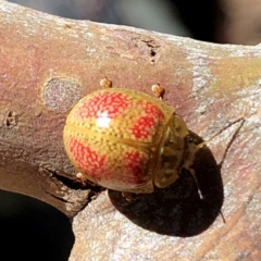 Paropsisterna fastidiosa at Googong, NSW - 9 Nov 2019