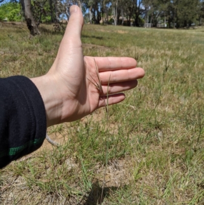Themeda triandra (Kangaroo Grass) at Higgins Woodland - 9 Nov 2019 by MattM