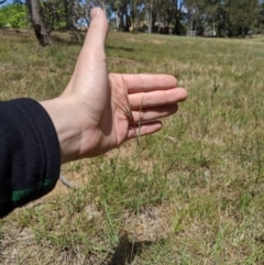 Themeda triandra (Kangaroo Grass) at Higgins, ACT - 9 Nov 2019 by MattM