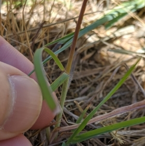 Themeda triandra at Higgins, ACT - 9 Nov 2019