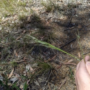 Austrostipa bigeniculata at Higgins, ACT - 9 Nov 2019 11:20 AM