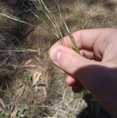 Austrostipa bigeniculata at Higgins, ACT - 9 Nov 2019 11:20 AM