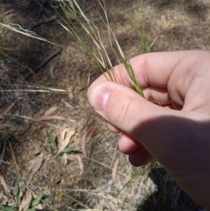 Austrostipa bigeniculata at Higgins, ACT - 9 Nov 2019 11:20 AM