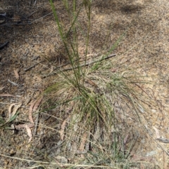 Austrostipa bigeniculata at Higgins, ACT - 9 Nov 2019 11:20 AM