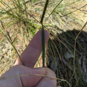 Austrostipa bigeniculata at Higgins, ACT - 9 Nov 2019 11:20 AM