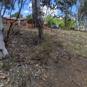 Austrostipa bigeniculata at Higgins, ACT - 9 Nov 2019 11:20 AM