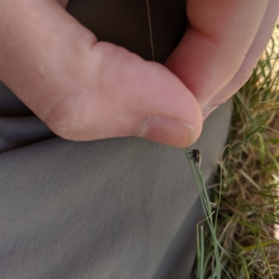 Ogcodes sp. (genus) (Hunchback Fly) at Higgins Woodland - 9 Nov 2019 by MattM