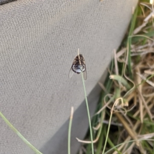 Ogcodes sp. (genus) at Higgins, ACT - 9 Nov 2019 12:12 PM