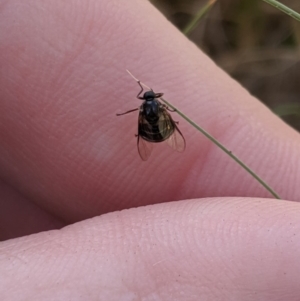 Ogcodes sp. (genus) at Higgins, ACT - 9 Nov 2019 12:12 PM