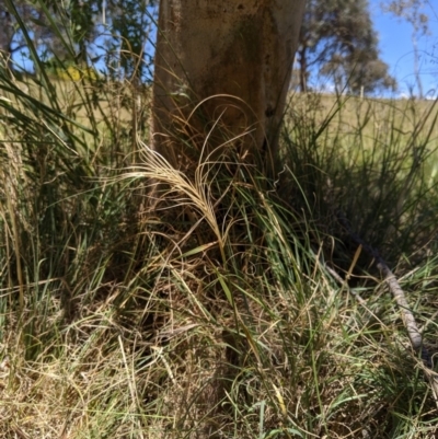 Anthosachne scabra (Common Wheat-grass) at Higgins Woodland - 9 Nov 2019 by MattM