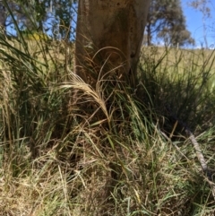 Anthosachne scabra (Common Wheat-grass) at Higgins, ACT - 9 Nov 2019 by MattM