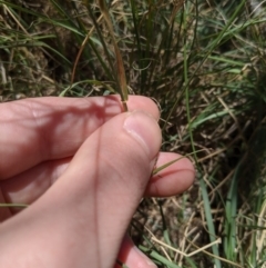 Anthosachne scabra at Higgins, ACT - 9 Nov 2019