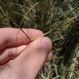 Anthosachne scabra at Higgins, ACT - 9 Nov 2019 12:18 PM