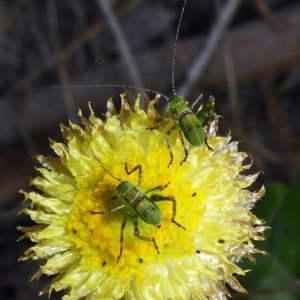 Phaneropterinae (subfamily) at Carwoola, NSW - 18 Oct 2017