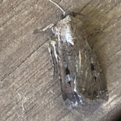 Agrotis infusa (Bogong Moth, Common Cutworm) at Monash, ACT - 8 Nov 2019 by jackQ