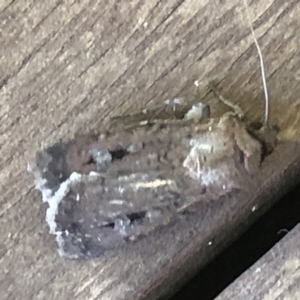 Agrotis infusa at Monash, ACT - 9 Nov 2019 10:47 AM