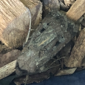 Agrotis infusa at Monash, ACT - 9 Nov 2019 10:47 AM