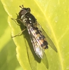 Melangyna sp. (genus) (Hover Fly) at Monash, ACT - 9 Nov 2019 by jackQ
