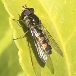 Melangyna sp. (genus) at Monash, ACT - 9 Nov 2019