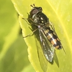 Melangyna sp. (genus) at Monash, ACT - 9 Nov 2019