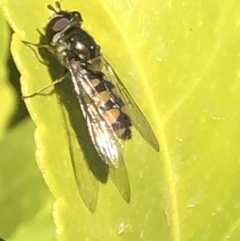 Melangyna sp. (genus) at Monash, ACT - 9 Nov 2019