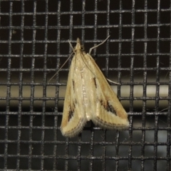 Achyra massalis (Ombava) at Conder, ACT - 1 Nov 2019 by MichaelBedingfield