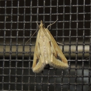 Achyra massalis at Conder, ACT - 1 Nov 2019 02:19 AM