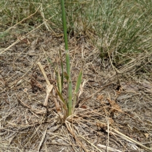 Avena sp. at Higgins, ACT - 9 Nov 2019 12:31 PM