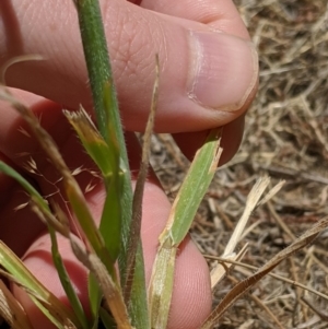 Avena sp. at Higgins, ACT - 9 Nov 2019 12:31 PM