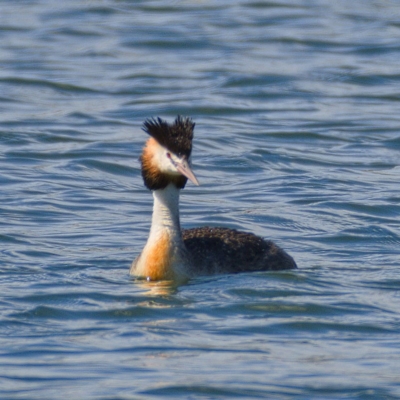 Podiceps cristatus (Great Crested Grebe) at Molonglo Valley, ACT - 8 Nov 2019 by Marthijn