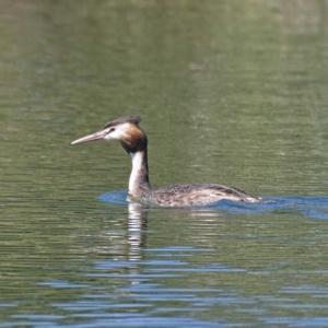 Podiceps cristatus at Molonglo Valley, ACT - 9 Nov 2019