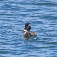 Podiceps cristatus at Molonglo Valley, ACT - 9 Nov 2019