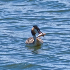 Podiceps cristatus at Molonglo Valley, ACT - 9 Nov 2019