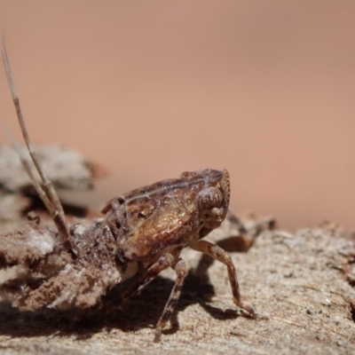 Fulgoroidea (superfamily) (Unidentified fulgoroid planthopper) at Spence, ACT - 9 Nov 2019 by Laserchemisty