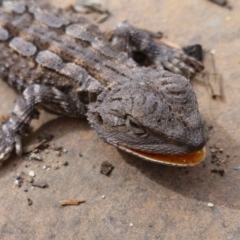 Amphibolurus muricatus (Jacky Lizard) at Yass River, NSW - 9 Nov 2019 by SenexRugosus
