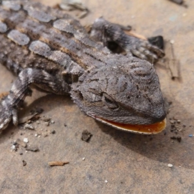 Amphibolurus muricatus (Jacky Lizard) at Rugosa - 9 Nov 2019 by SenexRugosus