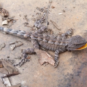 Amphibolurus muricatus at Yass River, NSW - 9 Nov 2019 03:27 PM