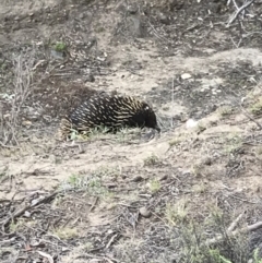 Tachyglossus aculeatus (Short-beaked Echidna) at Bungendore, NSW - 9 Nov 2019 by yellowboxwoodland