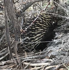 Tachyglossus aculeatus at Bungendore, NSW - 9 Nov 2019