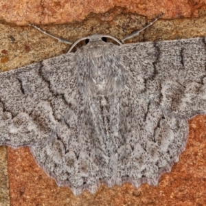 Crypsiphona ocultaria at Kambah, ACT - 9 Nov 2019 03:35 PM