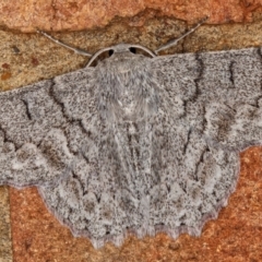 Crypsiphona ocultaria (Red-lined Looper Moth) at Kambah, ACT - 9 Nov 2019 by Marthijn